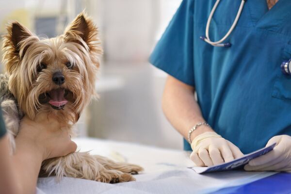 Tierarztpraxis Villa Vets in 29633 Munster: Behandlung