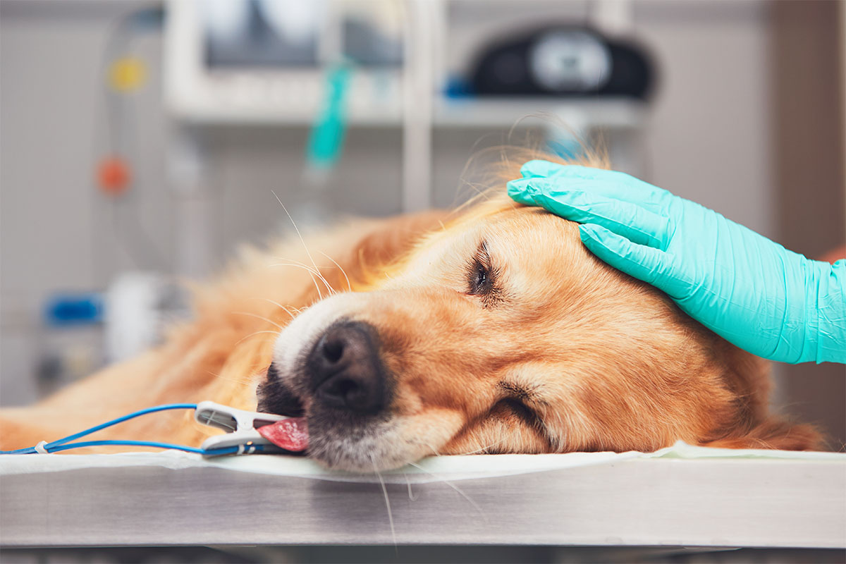 Tierarztpraxis Villa Vets in 29633 Munster: Hund in OP-Vorbereitung