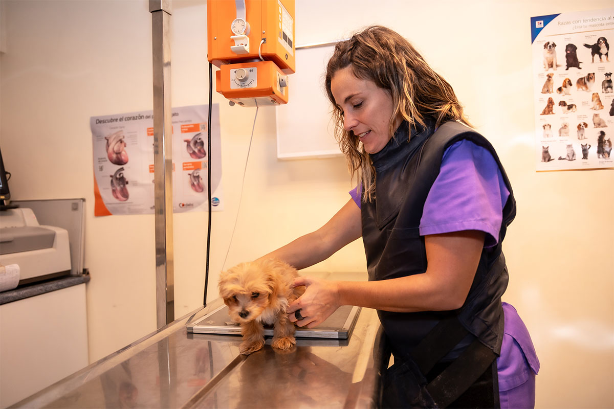 Tierarztpraxis Villa Vets in 29633 Munster: Hund beim Röntgen